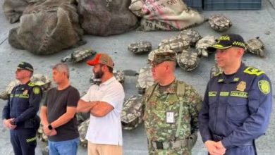 “Nada de hicotea ni iguana”: Autoridades endurecen controles en Semana Santa y ya suma 160 capturas por tráfico ilegal de fauna